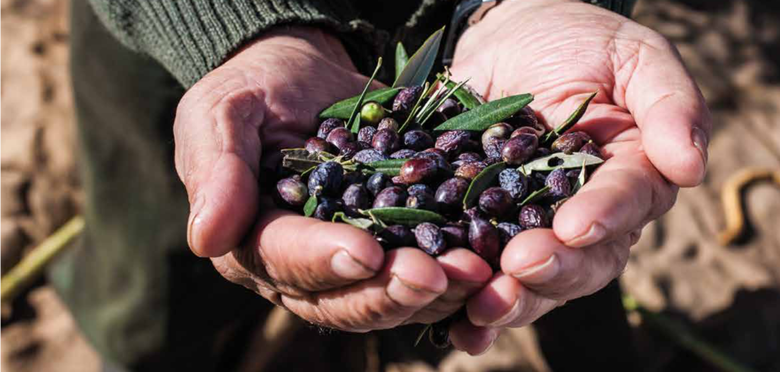 Kolymvari olive oil ABEA - CRETAMART