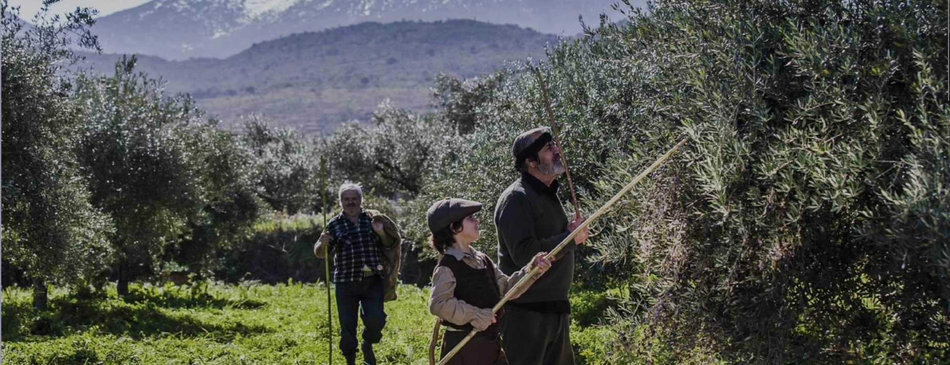 OLIVAMO - ABEA | CRETAMART