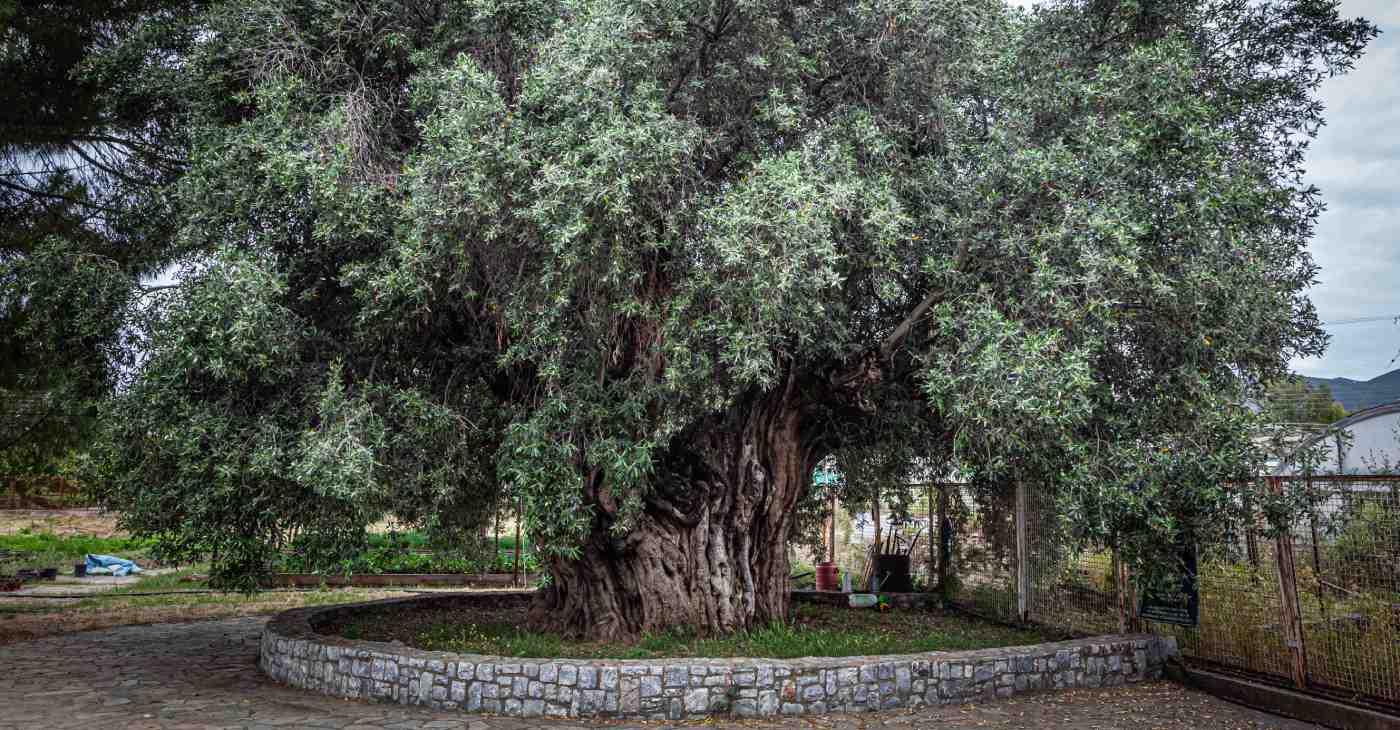 Staroveký materský strom odrody Kalamon v Kalamate