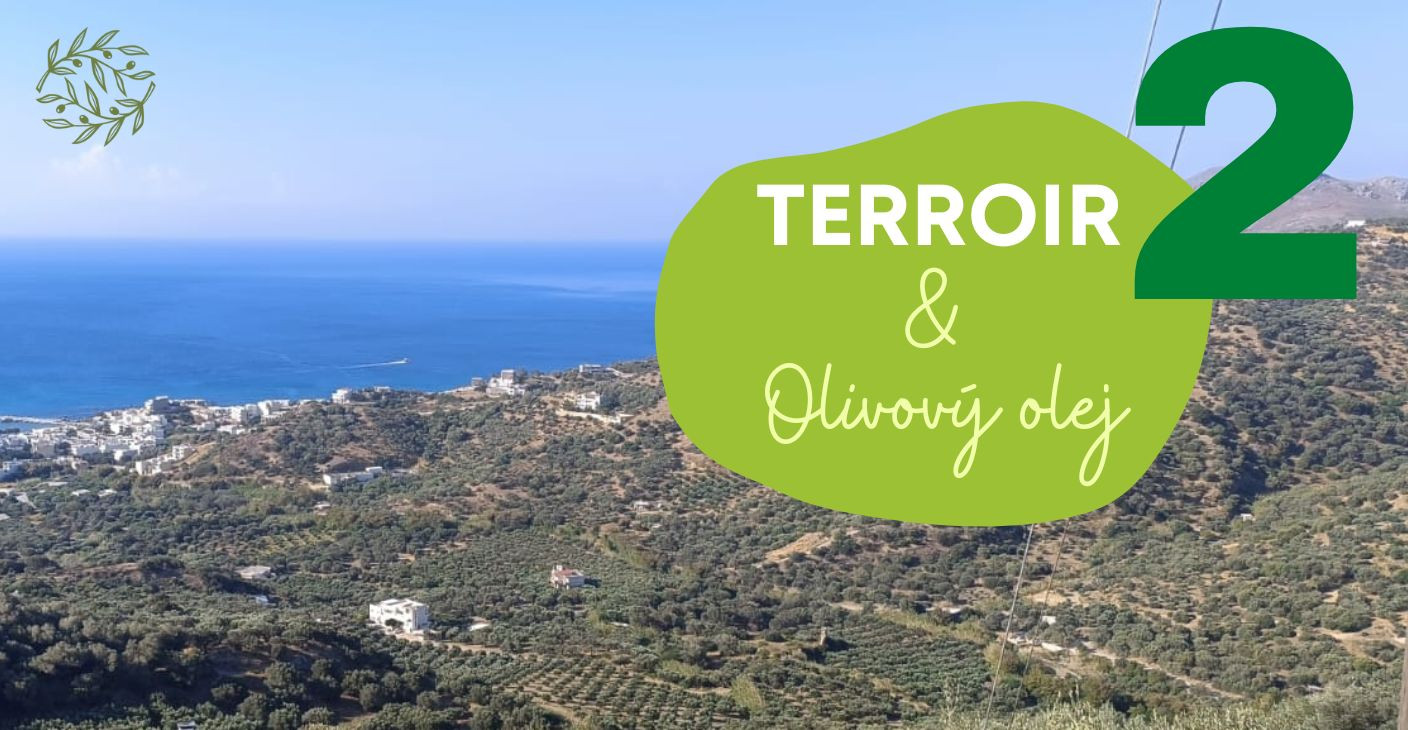 Terroir i pochodzenie PDO oliw z oliwek