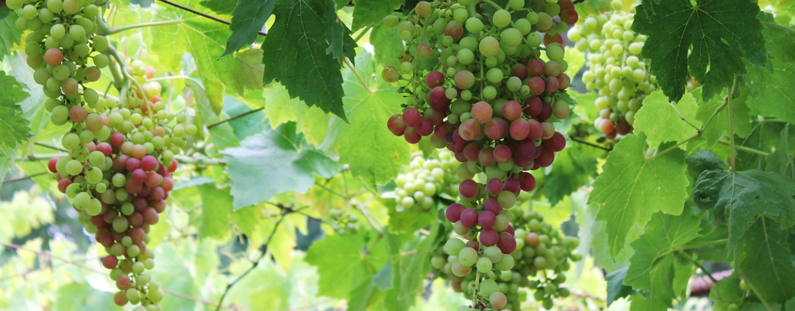 Kali Sykia, Jižní kréta, Melisamico, CRETAMART | OLIVOVÝ Obchod