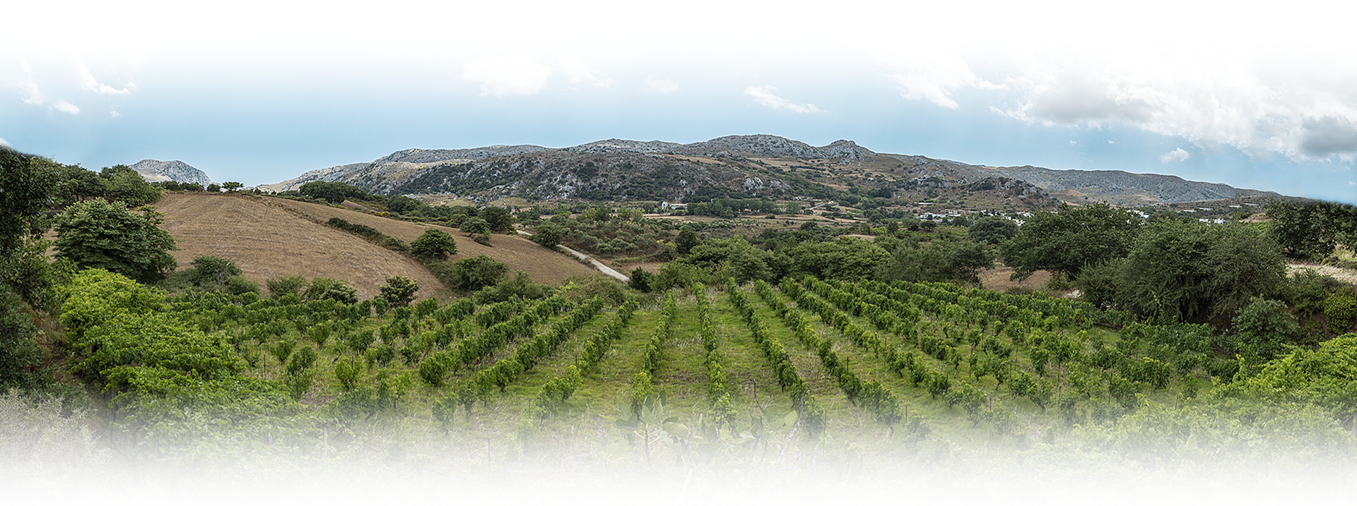 Kali Sykia, Jižní kréta, Melisamico, CRETAMART | OLIVOVÝ Obchod