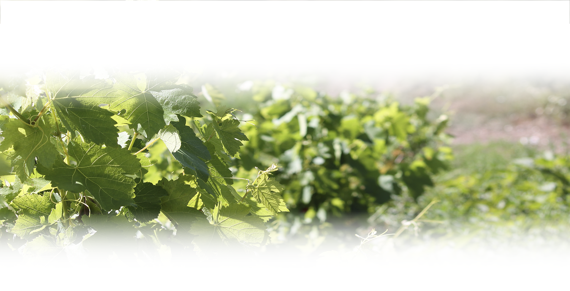 Winnice Zoumberakis Kreta