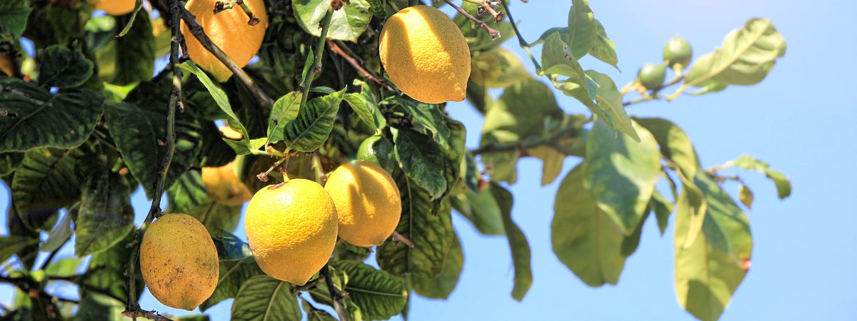 Citróny pestované na slnečnej Kréte - ideálne pre prípravu ranného nápoja s olivovým olejom