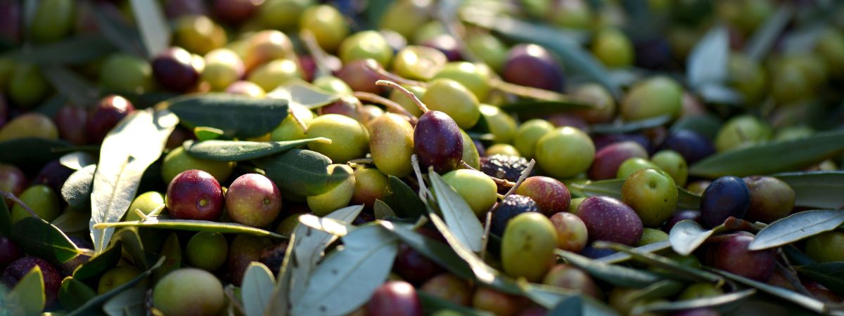 včely Kréta, cretamart.com, Olivový Obchod