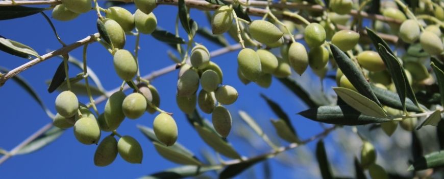 Stromy olivovníka odrody Koroneiki v typickej gréckej krajine
