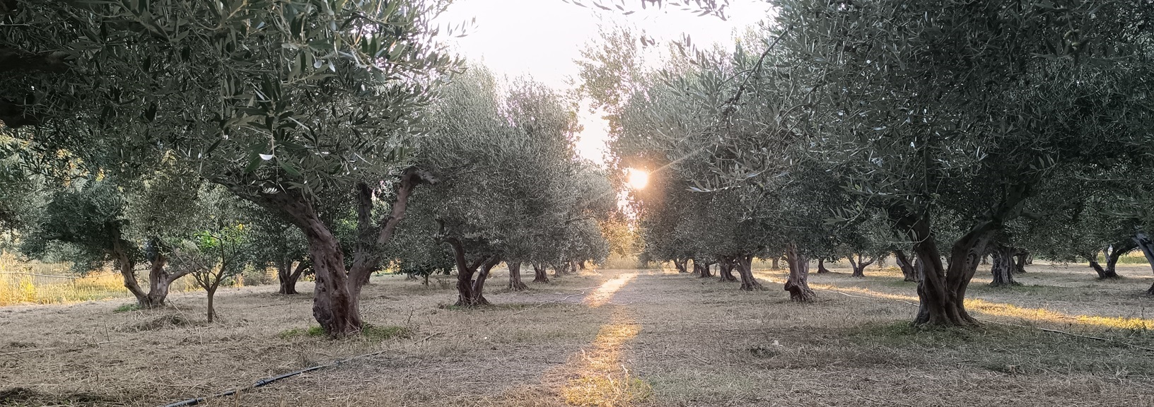 Olivové háje v Plakias