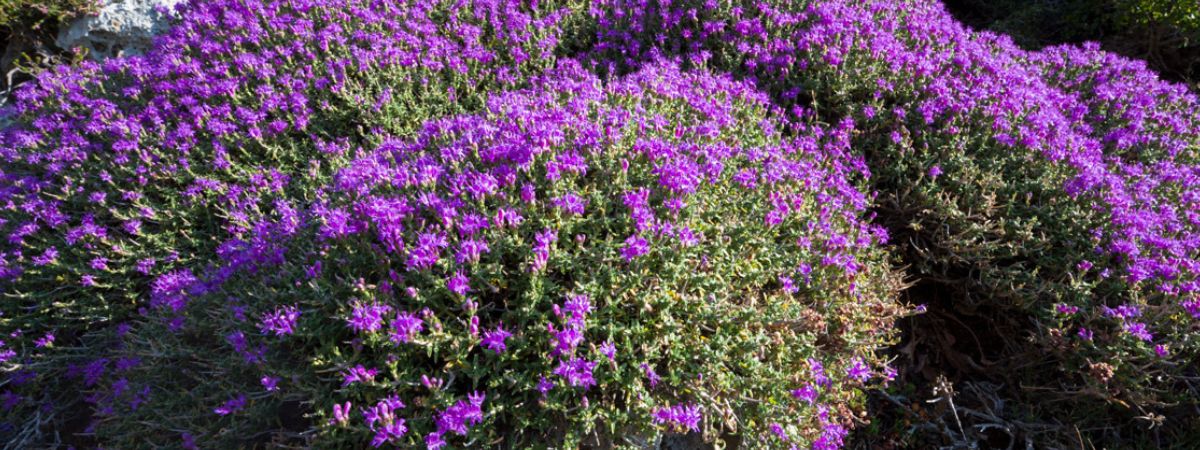 Kreteński miód tymiankowy Lefkoritiko - CRETAMART