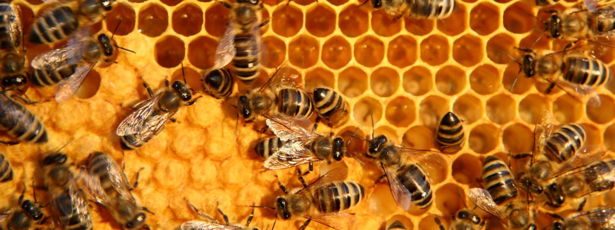 Pszczelarstwo na Krecie - Miód Lefkoritiko