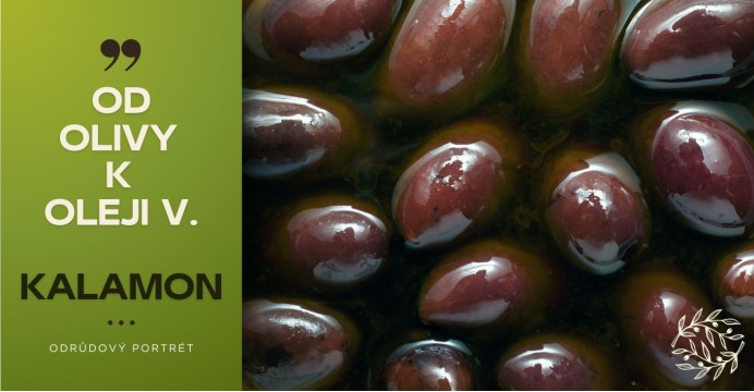 Od olivy k oleju: Odrúdové portréty V. - Kalamon