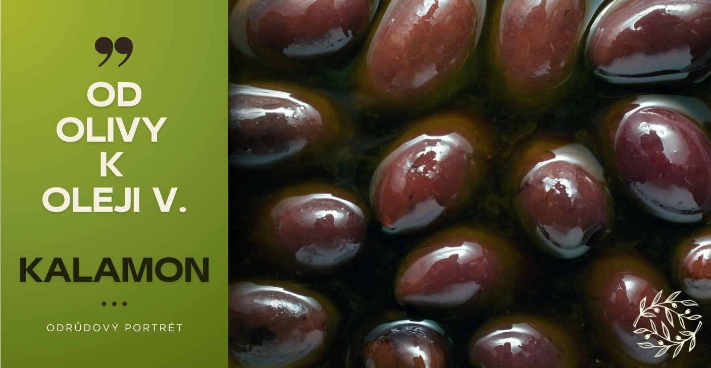 Od olivy k oleju: Odrúdové portréty V. - Kalamon